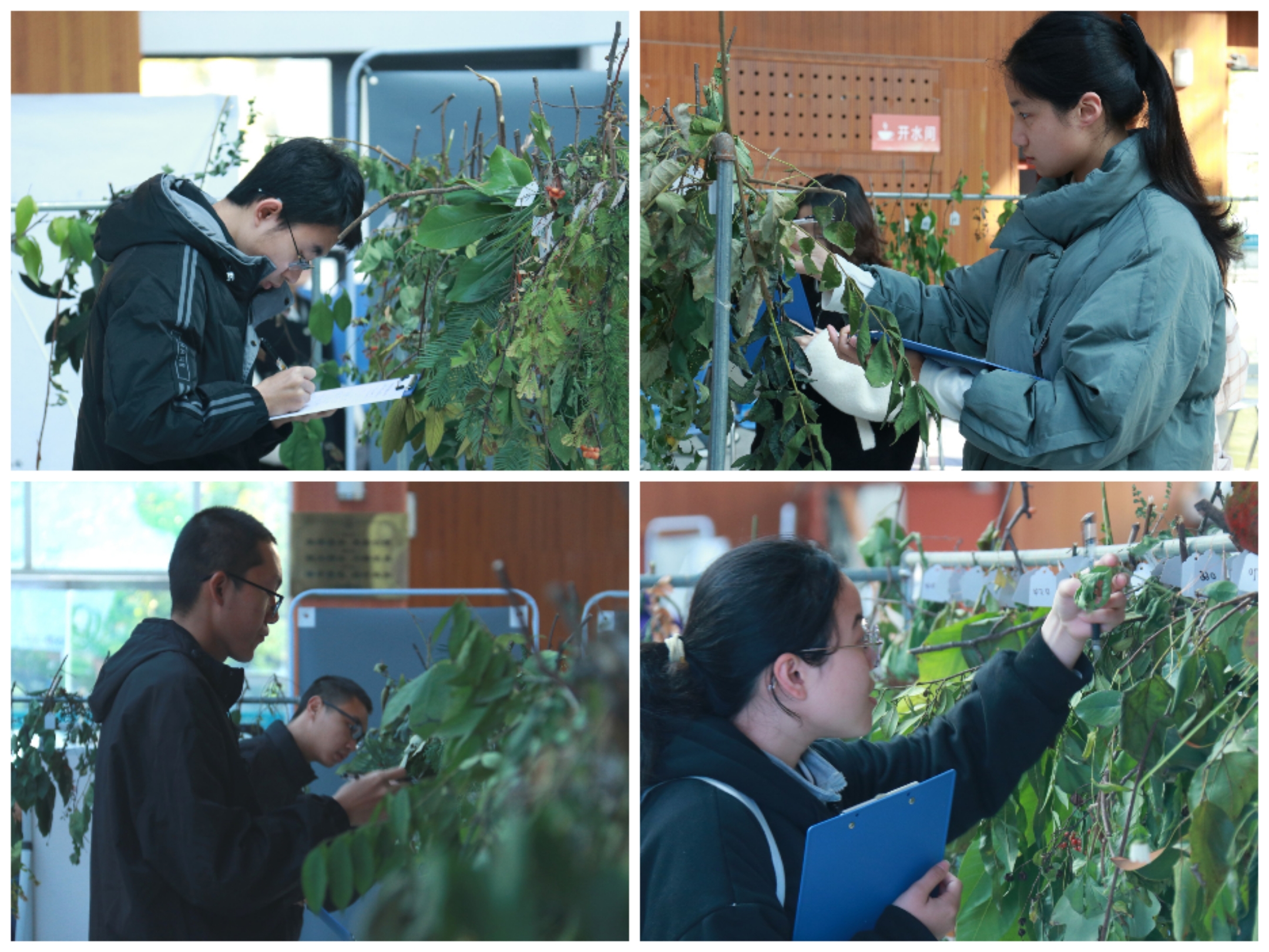 参赛国产麻豆
辨识植物.jpg